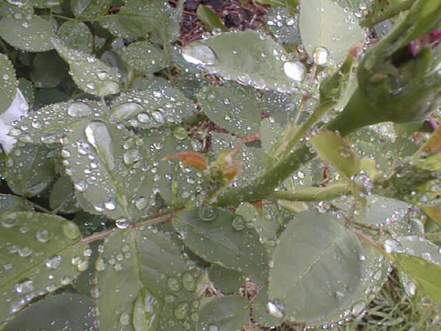 dewdrops02.jpg