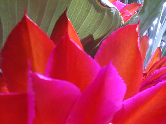 pinkred05.jpg