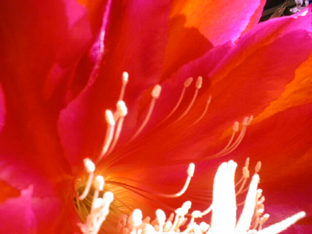 pinkred06.jpg