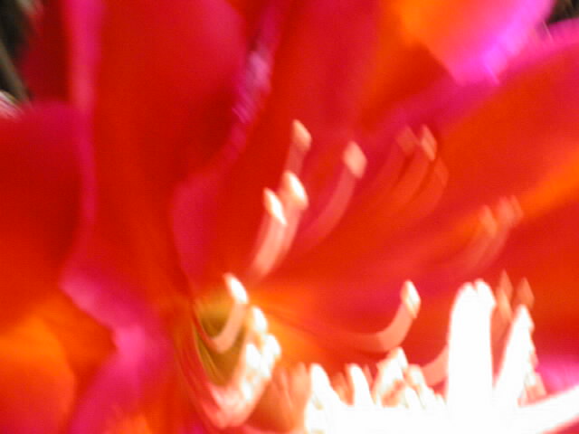 pinkred07.jpg