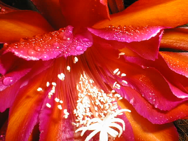 pinkred08.jpg