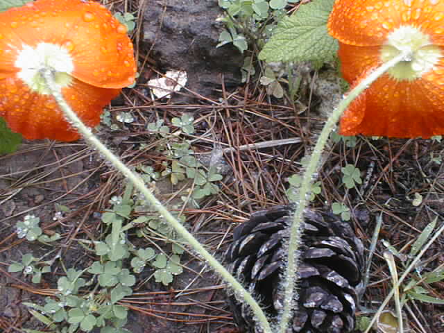 poppies.jpg