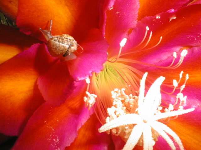 snail03.jpg
