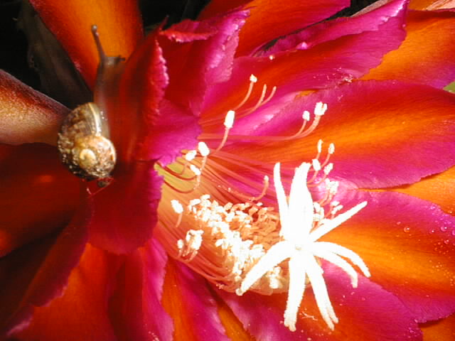 snail04.jpg